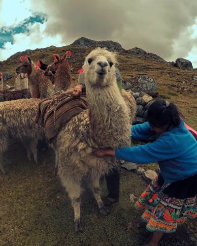 Camino de Lares a Machu Picchu, chica con sus llamas