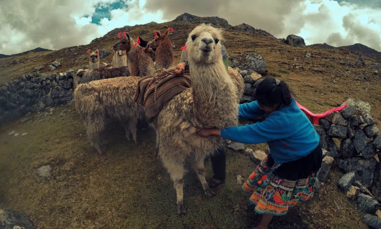 On the trail from Lares to Machu Picchu, girl with her llamas.